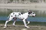 DOGUE ALLEMAND 109